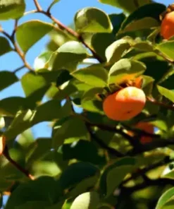5 Common Persimmon Diospyros virginian Native Edible Fruit Tree Seeds
