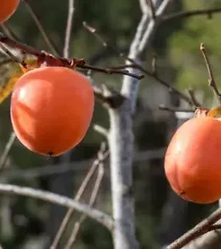 5 Common Persimmon Diospyros virginian Native Edible Fruit Tree Seeds
