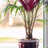 5 Red Crownshaft Palm Seeds (Areca Vestiaria, Red) EXOTIC PLANT Indoor, Outdoor
