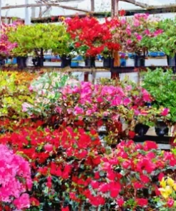 50+ AZALEA SEED MIX | Mixed/Multi Rhododendron Flower Colors | Shrub Bush