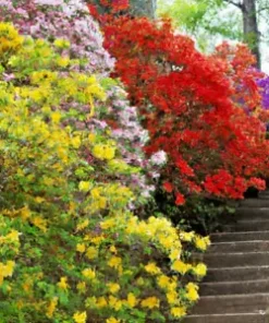 50+ AZALEA SEED MIX | Mixed/Multi Rhododendron Flower Colors | Shrub Bush