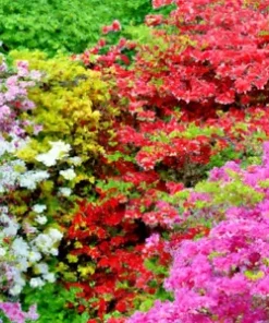 50+ AZALEA SEED MIX | Mixed/Multi Rhododendron Flower Colors | Shrub Bush