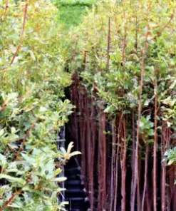 50 Ashwaganda Herb Seeds | Indian Ginseng, Withania somnifera, Medicinal Plant