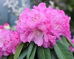 50+ California PINK AZALEA Seed RHODODENDRON macrophyllum Flower Shrub Bush Tree