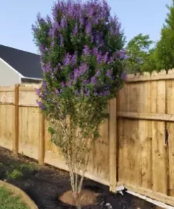 50+ Chaste Tree Seeds (Vitus angus castus) - Fast Growing, Pepper Subst., Edible