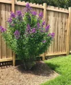 50+ Chaste Tree Seeds (Vitus angus castus) - Fast Growing, Pepper Subst., Edible