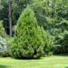 50+ Eastern Red Cedar Hedge Shrub Tree Seeds (Juniperous virginiana)