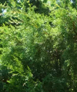 50+ Eastern Red Cedar Hedge Shrub Tree Seeds (Juniperous virginiana)