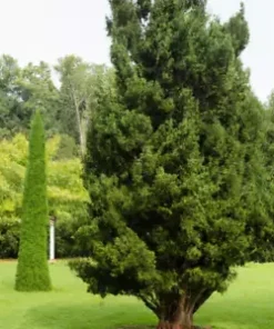 50+ Eastern Red Cedar Hedge Shrub Tree Seeds (Juniperous virginiana)