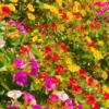 50 Four O' Clock Flower Mix Seeds 'Marvel of Peru' | Perennial Mirabilis jalapa