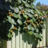 50+ Golden Kiwi Seeds: FAST GROWING EDIBLE FRUIT VINE (Actinidia chinensis)