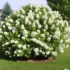 50 Hydrangea Seeds - White Flower Bush, Hedge, Shrub | Hydrangea quercifolia