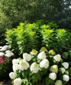 50 Hydrangea Seeds - White Flower Bush, Hedge, Shrub | Hydrangea quercifolia