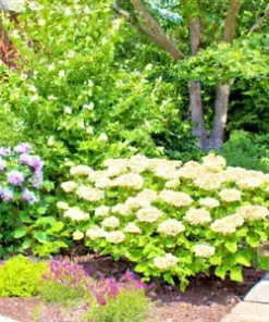 50 Hydrangea Seeds - White Flower Bush, Hedge, Shrub | Hydrangea quercifolia