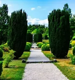 50+ Italian Cypress (Cupressus sempervirens) Cedar Tree Seeds