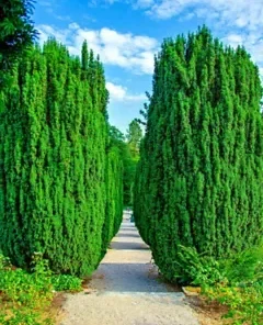 50+ Italian Cypress (Cupressus sempervirens) Cedar Tree Seeds