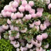 50+ Lgt. Pink Azalea, Rosebay Seeds (Rhododendron maximum) Perennial Flower Bush