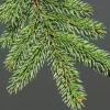 50 Norway Green Spruce Seeds - Christmas Trees (Picea abies)