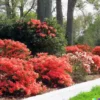 50+ Red Azalea Seeds (Rhododendron bakeri) Cumerland Azalea Flowering Bush