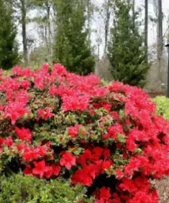 50+ Red Azalea Seeds (Rhododendron bakeri) Cumerland Azalea Flowering Bush