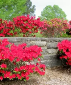 50+ Red Azalea Seeds (Rhododendron bakeri) Cumerland Azalea Flowering Bush