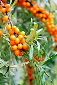 50+ Seaberry Seeds - Sea Buckthorn | Edible Medicinal Berry Fruit Tree