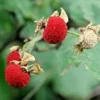 50+ Thimbleberry Seeds (Rubus parviflorus) Flowering Raspberry Sweet Berry Fruit