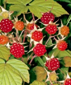 50+ Thimbleberry Seeds (Rubus parviflorus) Flowering Raspberry Sweet Berry Fruit
