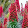 50 Tower of Jewels Red Bugloss Seeds (Echium Wildpretti) Tropical Deer Resistant