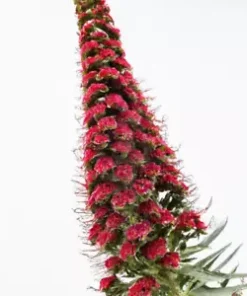 50 Tower of Jewels Red Bugloss Seeds (Echium Wildpretti) Tropical Deer Resistant