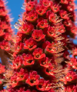 50 Tower of Jewels Red Bugloss Seeds (Echium Wildpretti) Tropical Deer Resistant