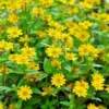 500 Creeping Zinnia Ground Cover Rock Garden Flower Seeds
