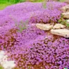 5000 Creeping Thyme Seeds: Perennial Herb & Purple Groundcover