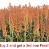 8 Ounces Sorghum Seeds Rox Orange Syrup Cane Non-Gmo Heirloom 1/2 Pound