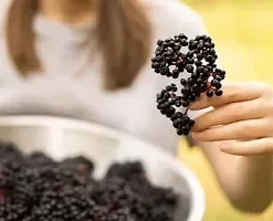 80 European Black Elderberry Seeds (Sambucus nigra), MEDICINAL TREE,