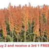 800 Sorghum Seeds Rox Orange Syrup Cane Non-Gmo Heirloom