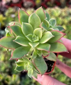 Aeonium Kiwi, Rosette Succulents with Pups, Easy Care Plant in 2
