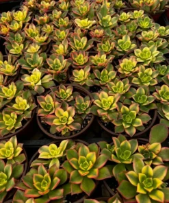 Aeonium Kiwi, Rosette Succulents with Pups, Easy Care Plant in 2