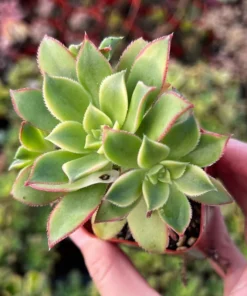 Aeonium Kiwi, Rosette Succulents with Pups, Easy Care Plant in 2