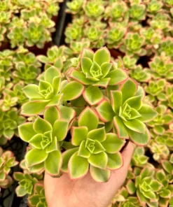 Aeonium Kiwi, Rosette Succulents with Pups, Easy Care Plant in 2