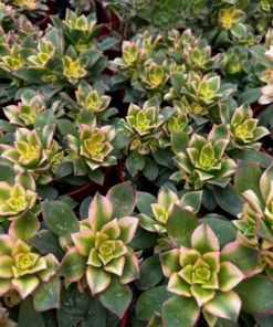 Aeonium Kiwi, Rosette Succulents with Pups, Easy Care Plant in 2