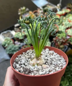Albuca Spiralis, Augrabies Hills, Frizzle Sizzle, Corkscrew Albuca, Exotic Rare Succulent, Mini Plant, Curly Grass in 4'', 6