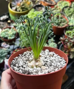 Albuca Spiralis, Augrabies Hills, Frizzle Sizzle, Corkscrew Albuca, Exotic Rare Succulent, Mini Plant, Curly Grass in 4'', 6