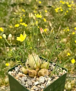 Albuca Spiralis, Augrabies Hills, Frizzle Sizzle, Corkscrew Albuca, Exotic Rare Succulent, Mini Plant, Curly Grass in 4'', 6