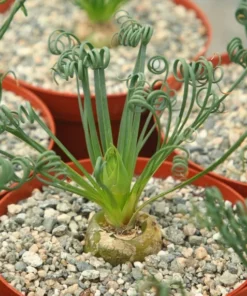 Albuca Spiralis, Augrabies Hills, Frizzle Sizzle, Corkscrew Albuca, Exotic Rare Succulent, Mini Plant, Curly Grass in 4'', 6