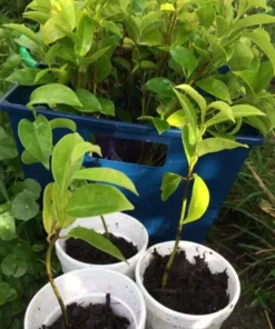 Annona Muricata Mountain Soursop tree 5”-9” Plant -Organic Growth / Mãng Cầu Lai