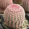 Arizona Rainbow Cactus 4in Pot - Echinocereus Rigidissimus Pink Cactus