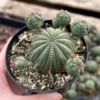 Baseball Plant, Euphorbia Obesa, Rare Plant, Cactus Cluster, Potted Succulent in 3.5'', 6" pot