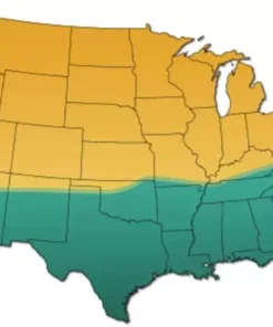 Bermuda Grass Seed, Hulled And Coated (1 Lb. Pack), Common Bermuda Seed - Grass Seeds For Lawn