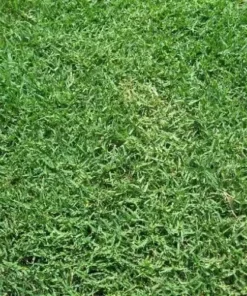 Bermuda Grass Seed, Hulled And Coated (1 Lb. Pack), Common Bermuda Seed - Grass Seeds For Lawn